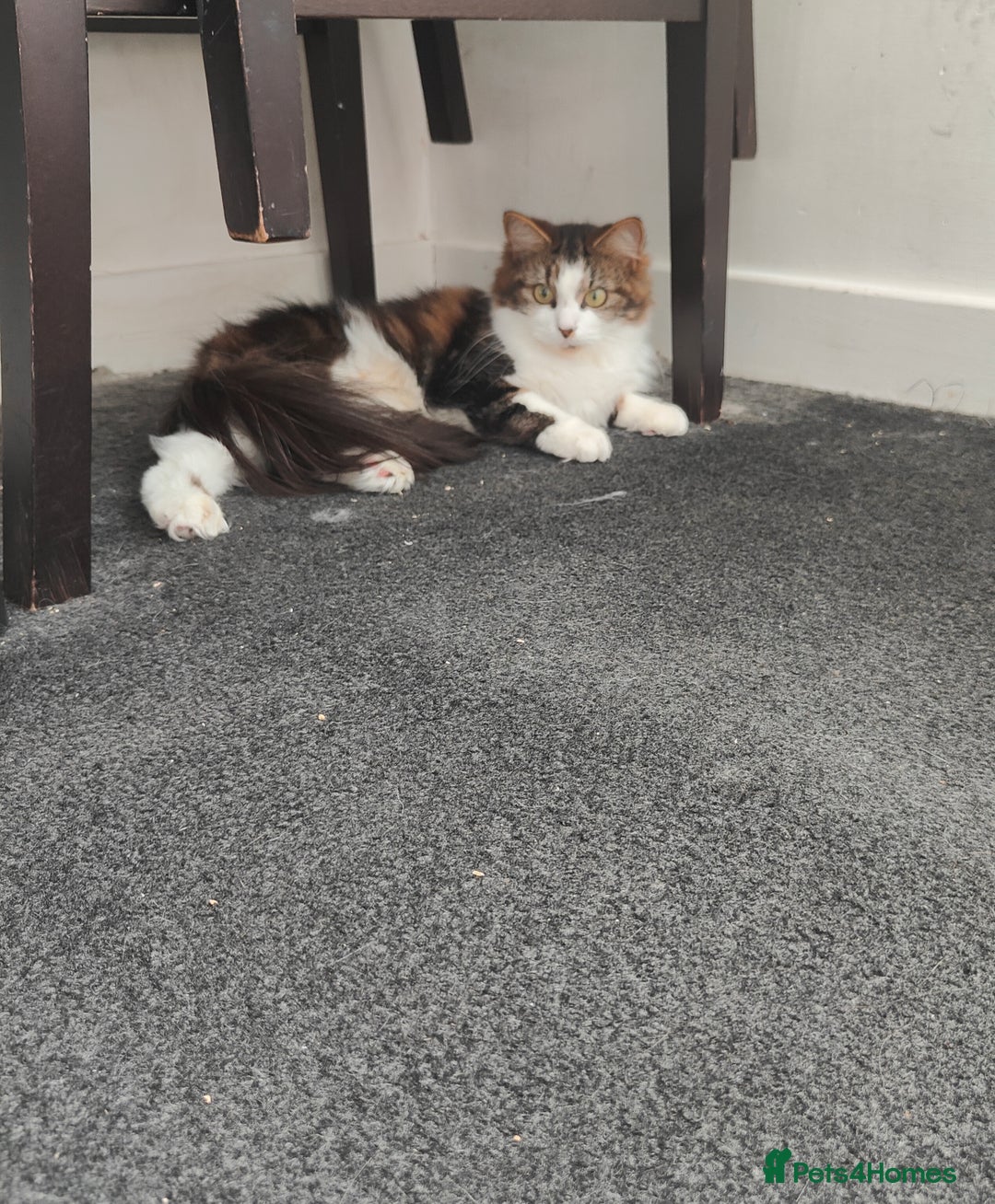 Maine Coon cats for sale: Norwegian Forest Cat - Image 4