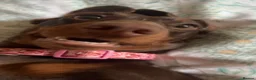 Dachshund dogs for sale: Female Dachshund for Sale - 1 Years old - Advert 4