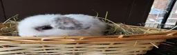 Mini Lop rabbits for sale: Baby lops in Rugeley - Advert 4