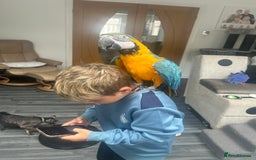 Macaws birds for sale: 6yr old Blue/Gold Wing Macaw  - Image 22