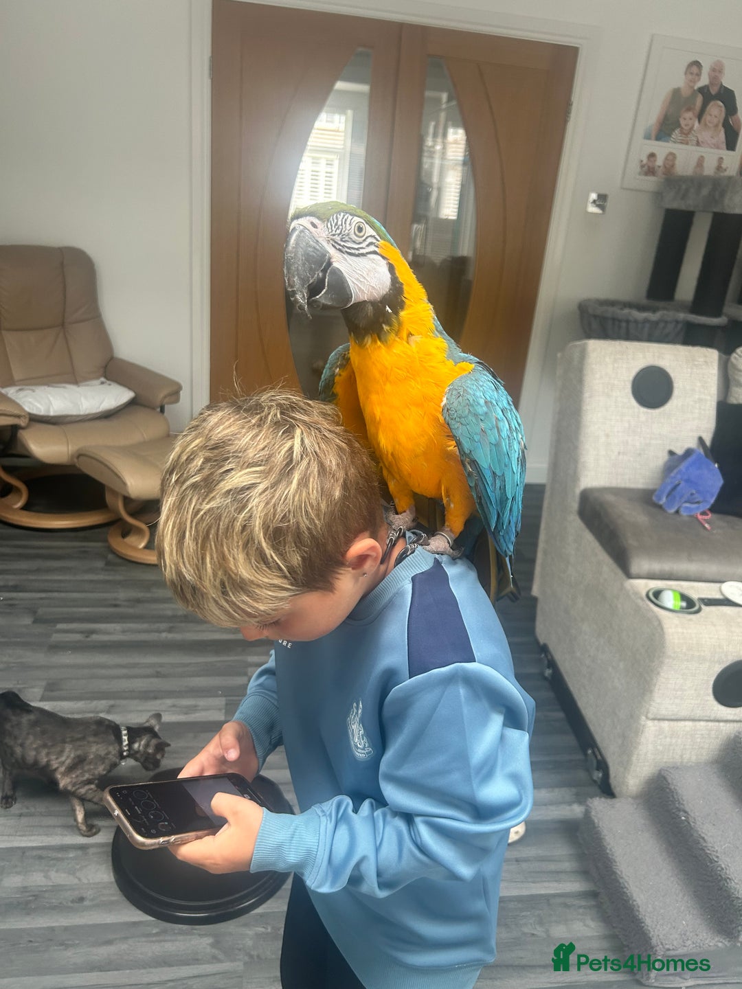 Macaws birds for sale: 6yr old Blue/Gold Wing Macaw  - Image 22
