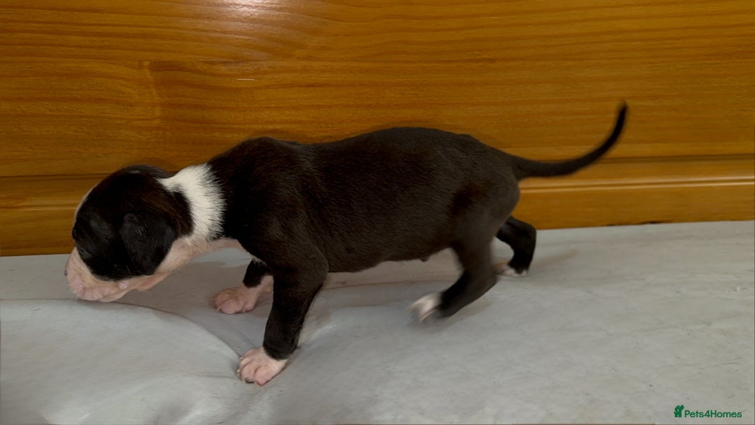 Cane Corso dogs for sale: Cane Corso Puppies for Sale - Image 33
