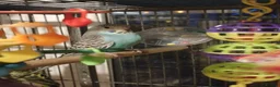 Budgerigars birds for sale: Beautiful baby budgies  - Advert 3