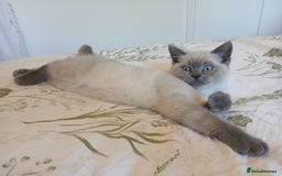 Ragdoll cats for sale: Ragdoll/British shorthair mix in Glasgow - Image 5