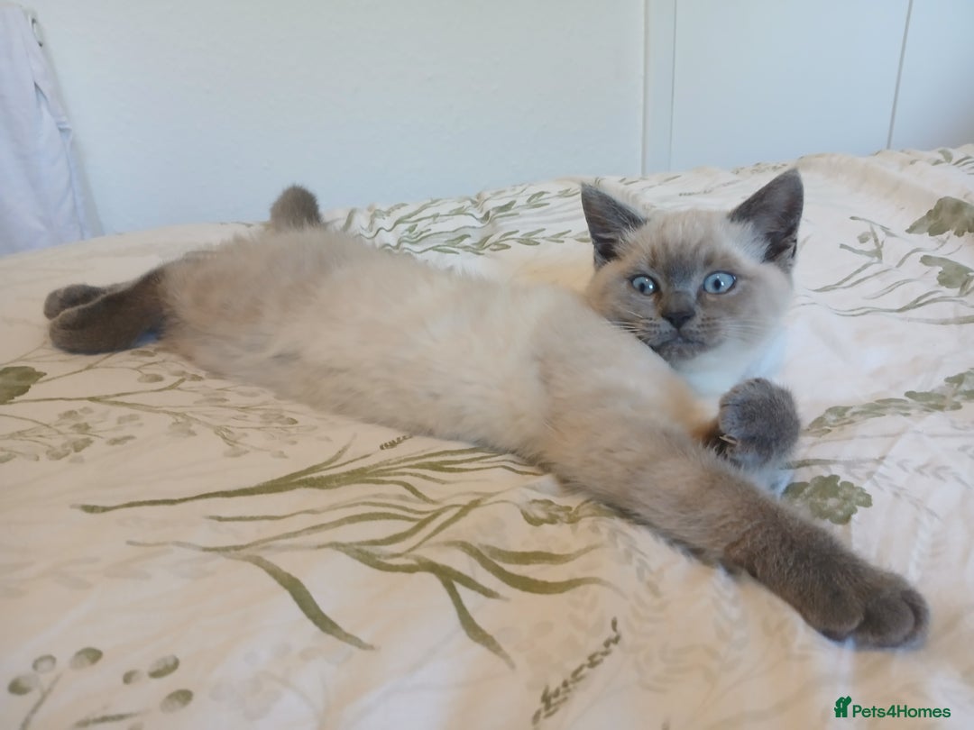 Ragdoll cats for sale: Ragdoll/British shorthair mix in Glasgow - Image 5