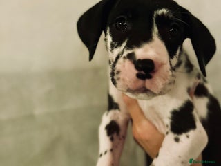 Great Dane dogs GREAT DANE PUPS KC REGISTERED - Advert 2