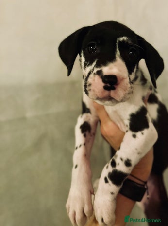 Great Dane dogs GREAT DANE PUPS KC REGISTERED - Advert 1