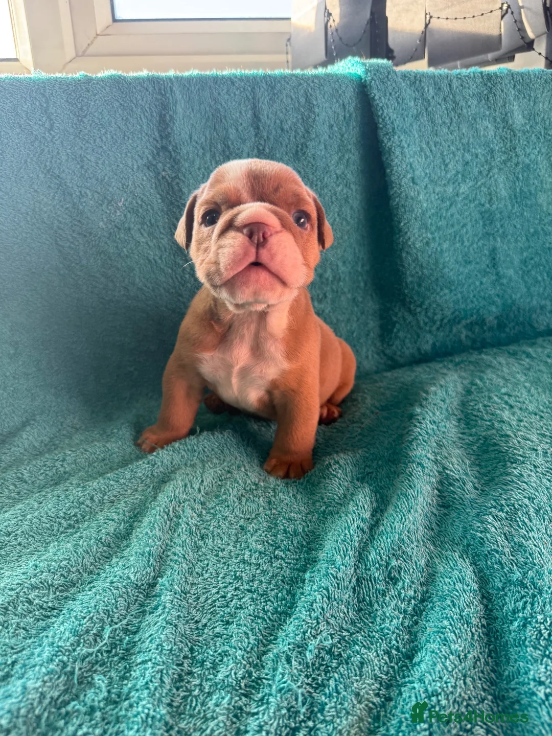 English Bulldog dogs for sale: English bulldog puppies  - Advert 10