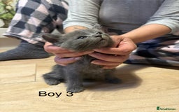 Ragdoll cats for sale: Ragdoll cross siamese kittens  - Image 18