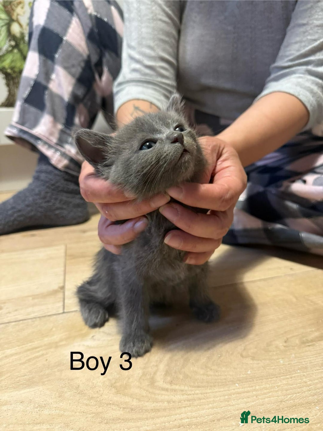 Ragdoll cats for sale: Ragdoll cross siamese kittens  - Image 18