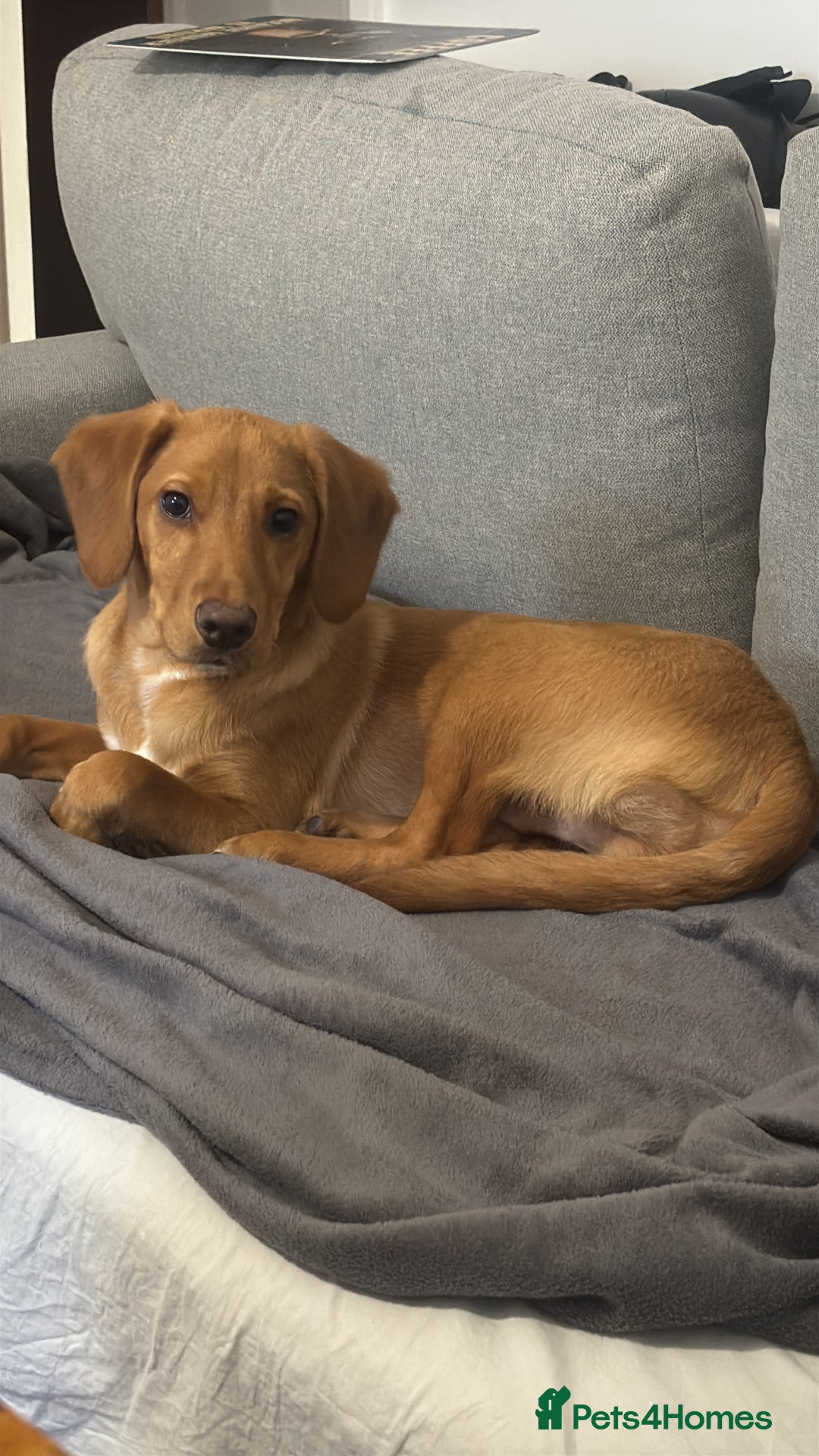 Cockerdor dogs for sale: Lab/Spaniel puppy - Advert 2