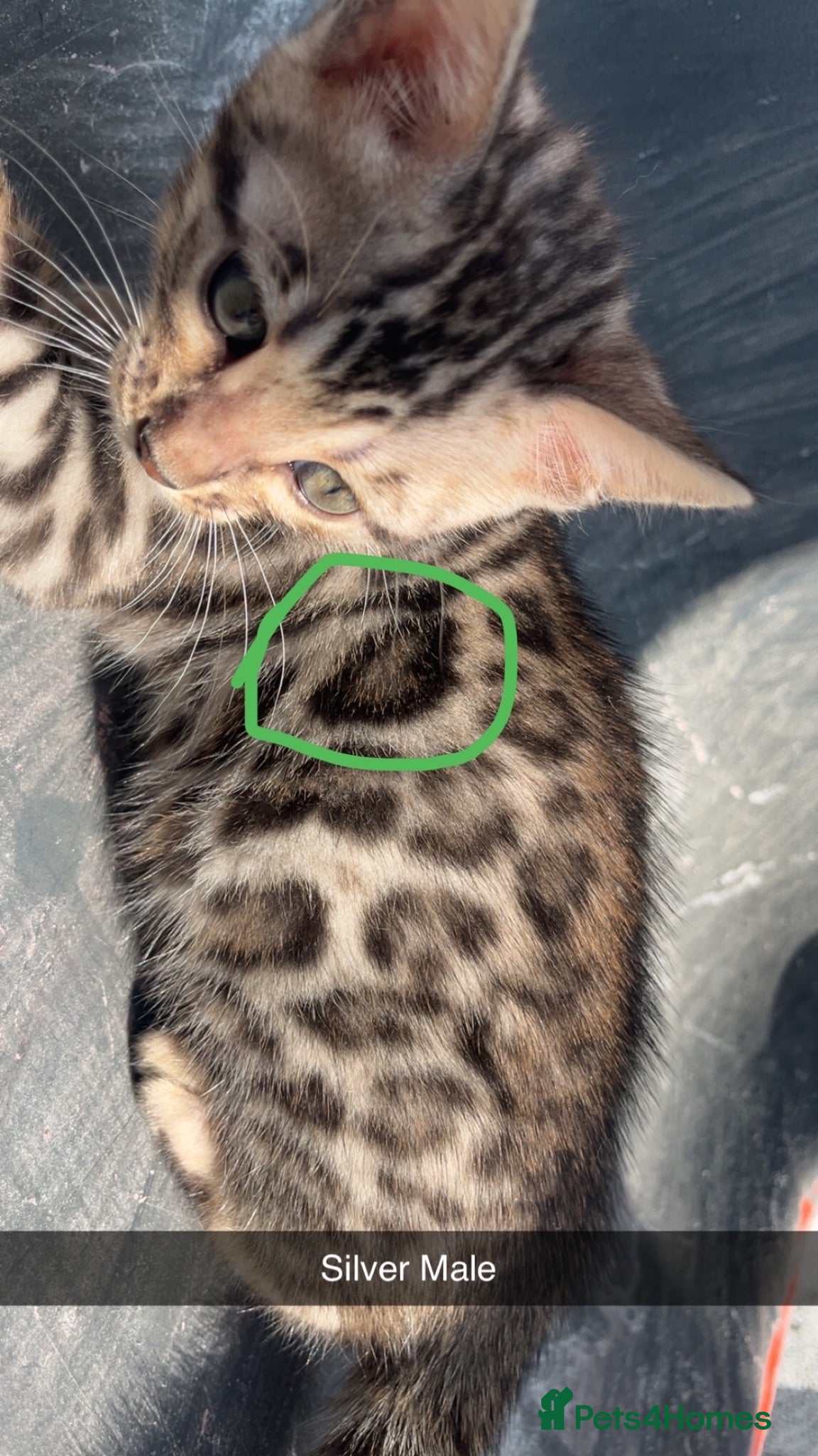 Bengal cats 🐆2 glitter gene tica bengal left naw ! 🐆 - Advert 2