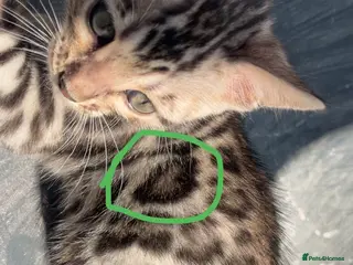 Bengal cats 🐆2 glitter gene tica bengal left naw ! 🐆 - Advert 2