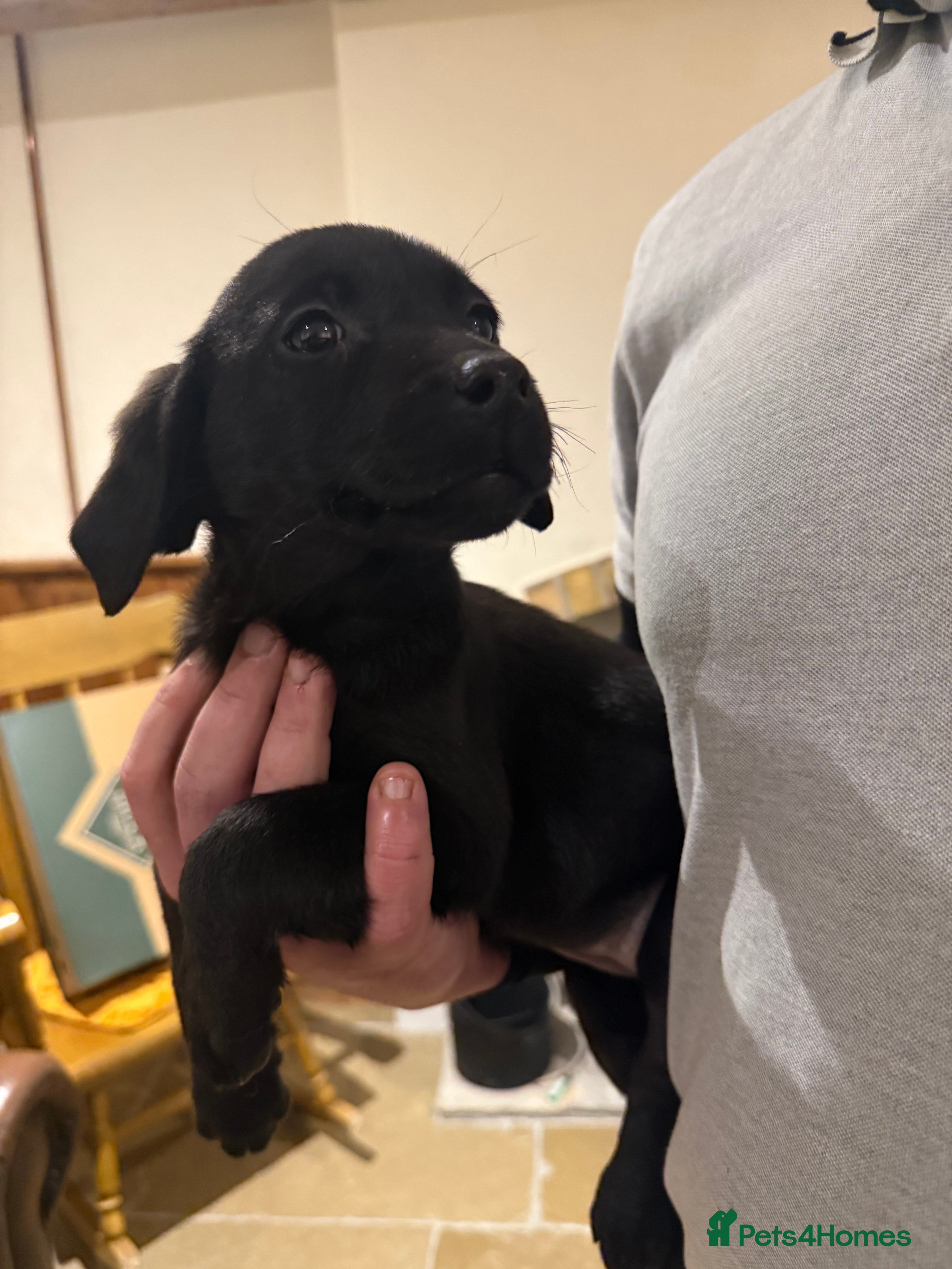 Labrador Retriever dogs Outstanding KC Registered Labrador Pups Available - Advert 11
