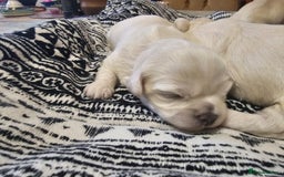 Maltese dogs for sale: 4 puppies bichons maltese - Image 27
