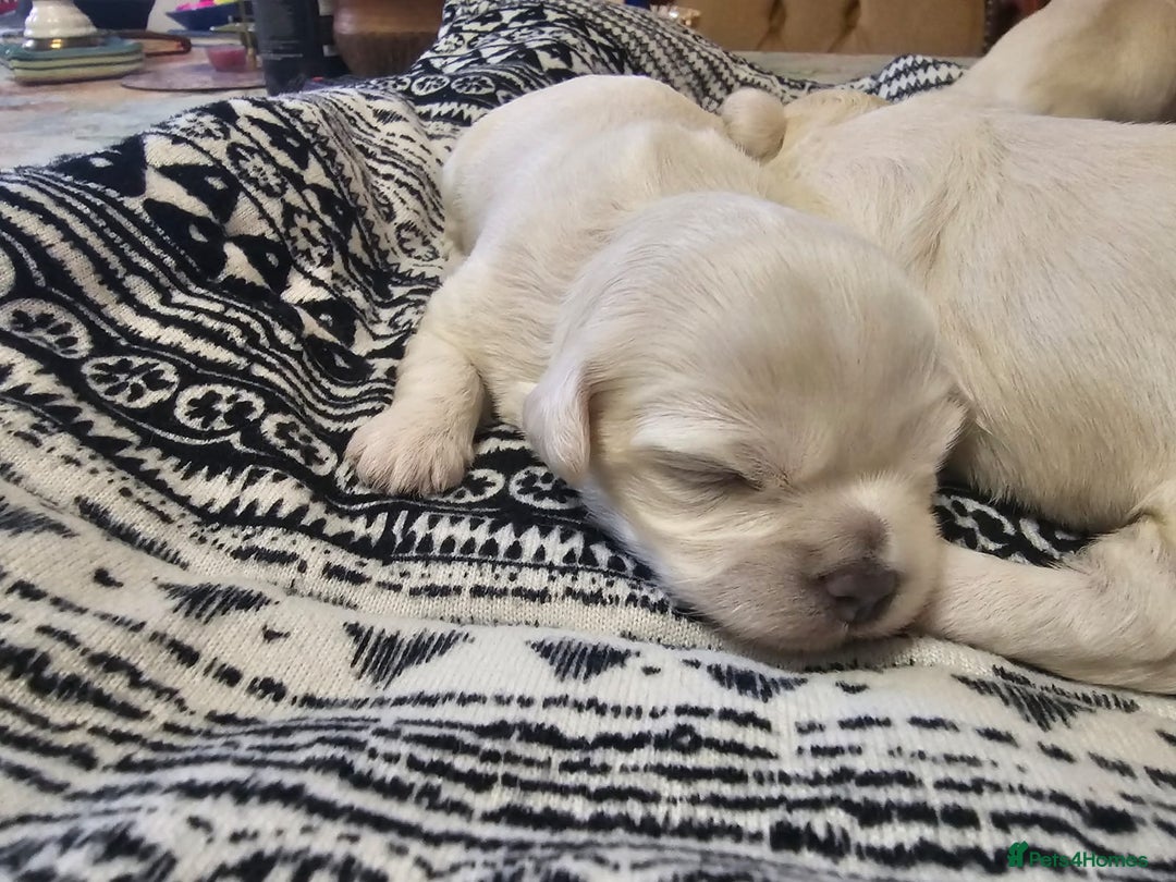 Maltese dogs for sale: 4 puppies bichons maltese - Image 27