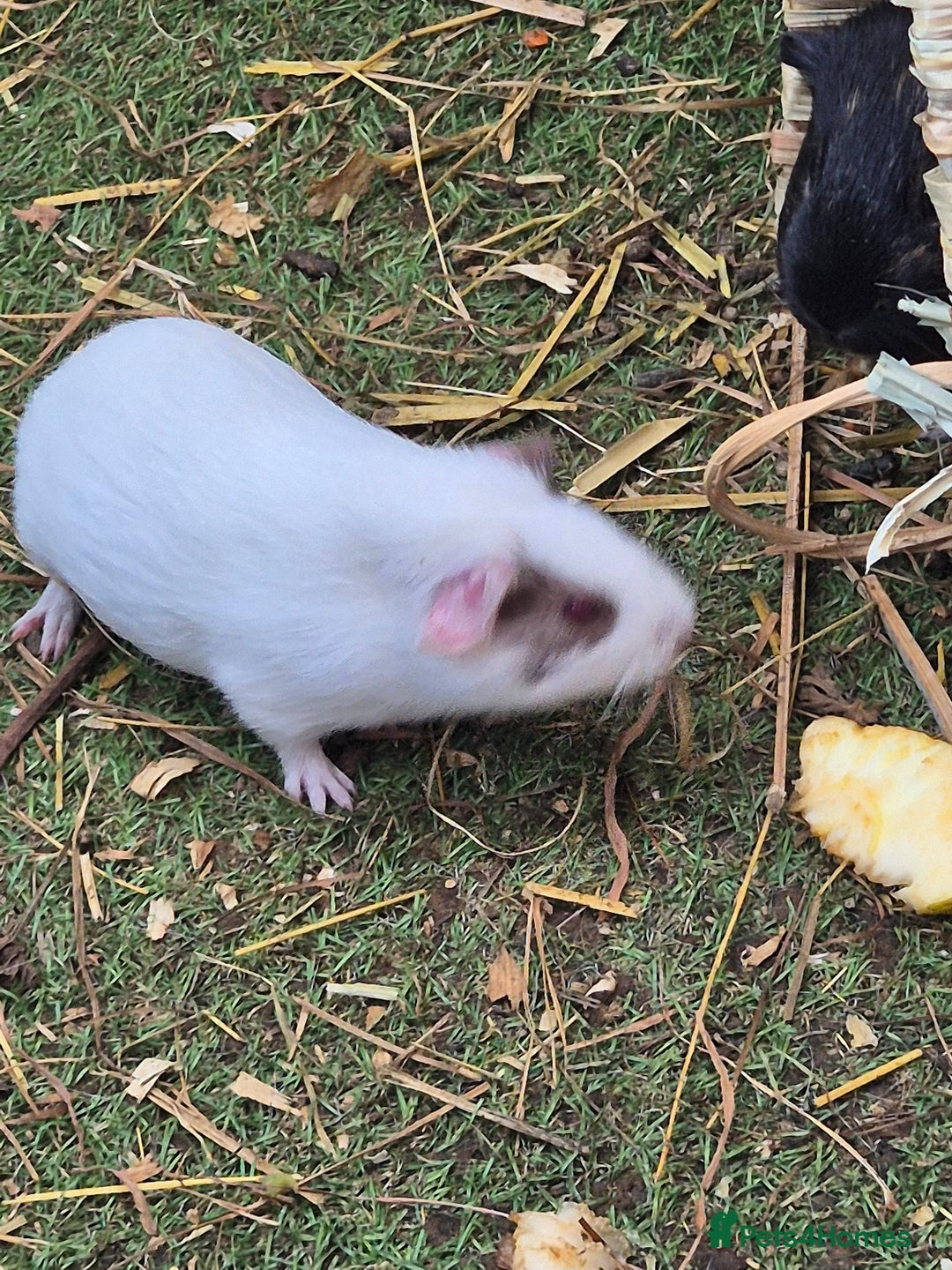 Guinea Pig rodents for sale: baby guinea pigs - Image 6