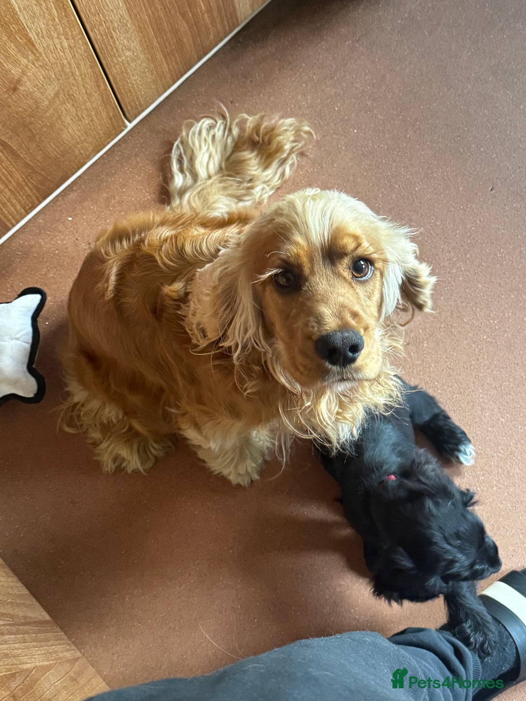 Cocker Spaniel dogs for sale: 3 Black cocker spaniels ready 8th December - Advert 8