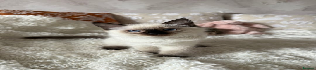 Ragdoll Kitten 4