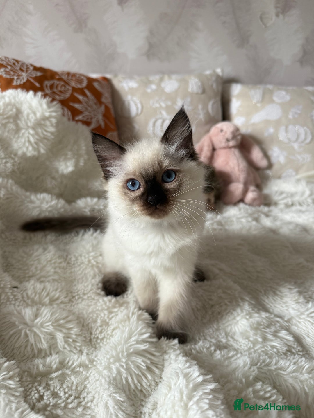 Ragdoll cats for sale: GCCF registered Ragdoll kittens - Image 9