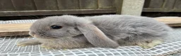 Mini Lop rabbits for sale: Baby mini lops / lion lops - Advert 12