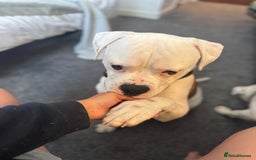American Bull Staffy dogs for sale: Male bulldog - Image 4