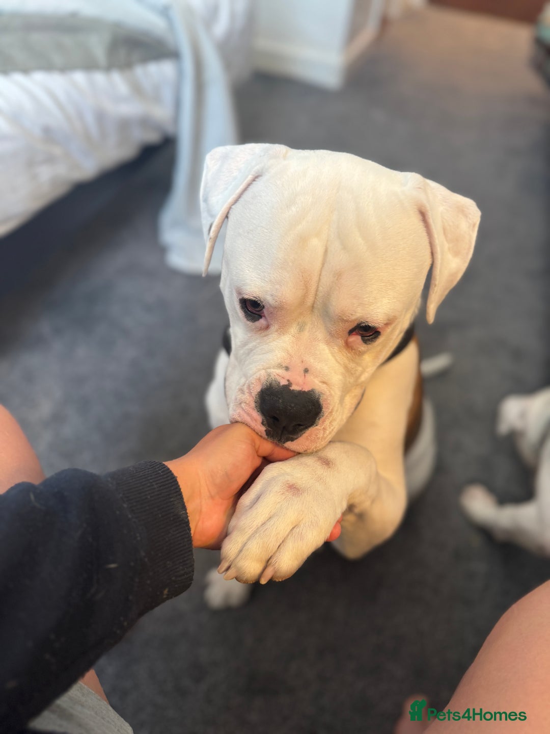 American Bull Staffy dogs for sale: Male bulldog - Image 4
