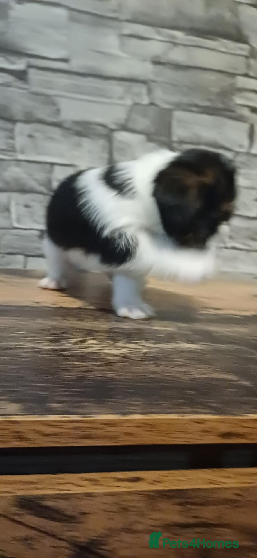 Mixed Breed dogs Reduced Male puppy for sale boy 3/4 shihtzu cross - Advert 14