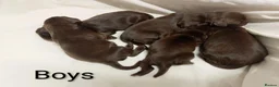 Sprocker dogs for sale: F1 sprocker puppies - Advert 8