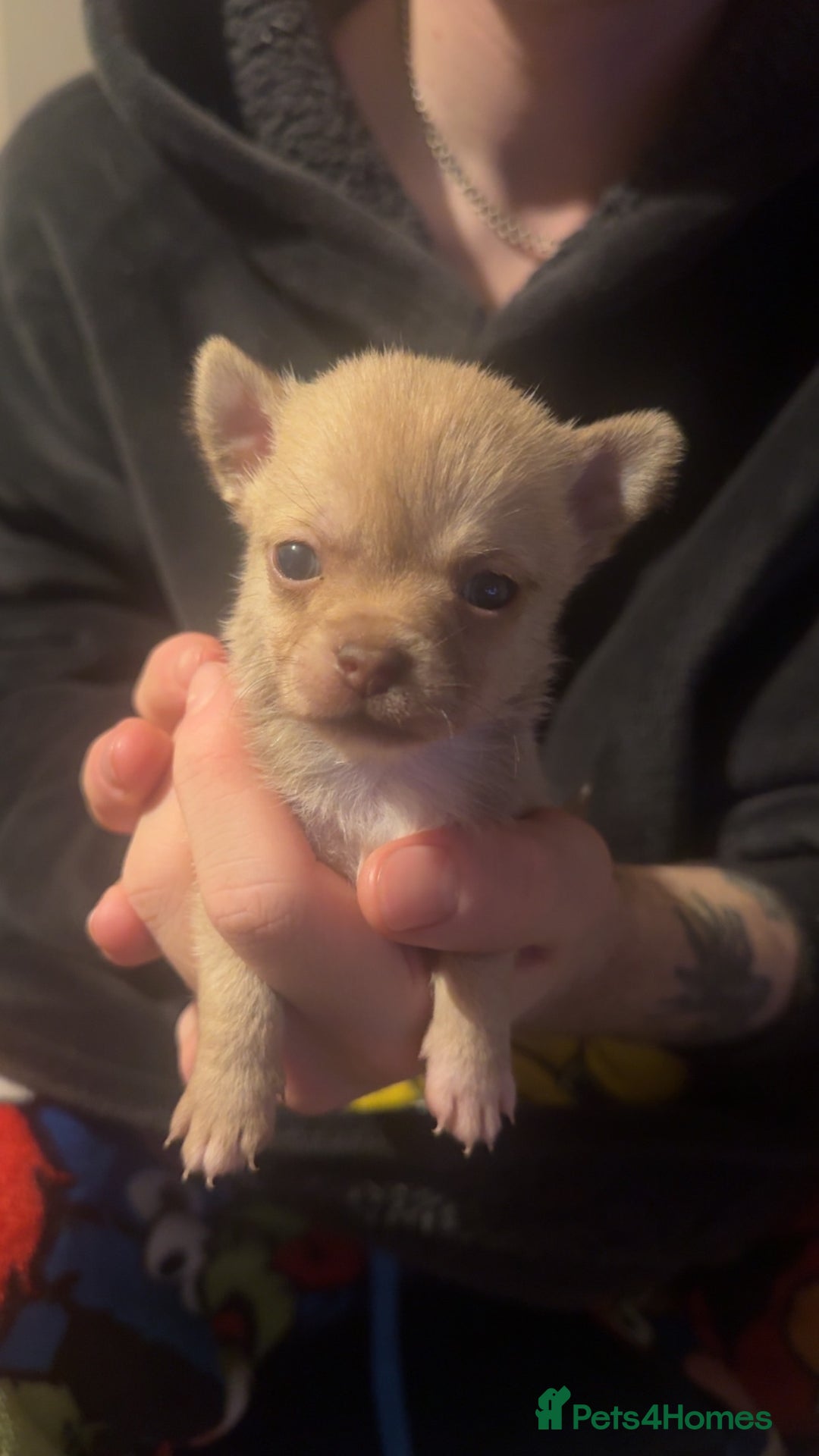 Chihuahua dogs for sale: Chihuahua puppies for sale - Advert 5