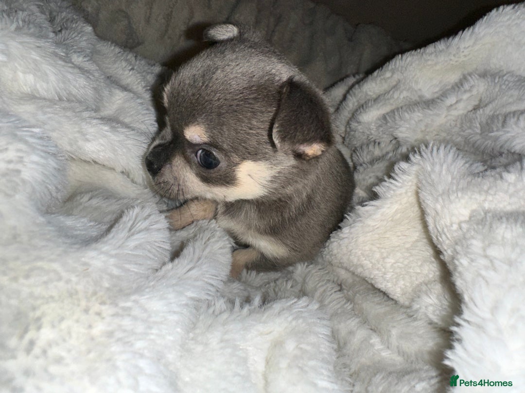 Chihuahua dogs for sale: chihuahua pups for sale  - Image 12