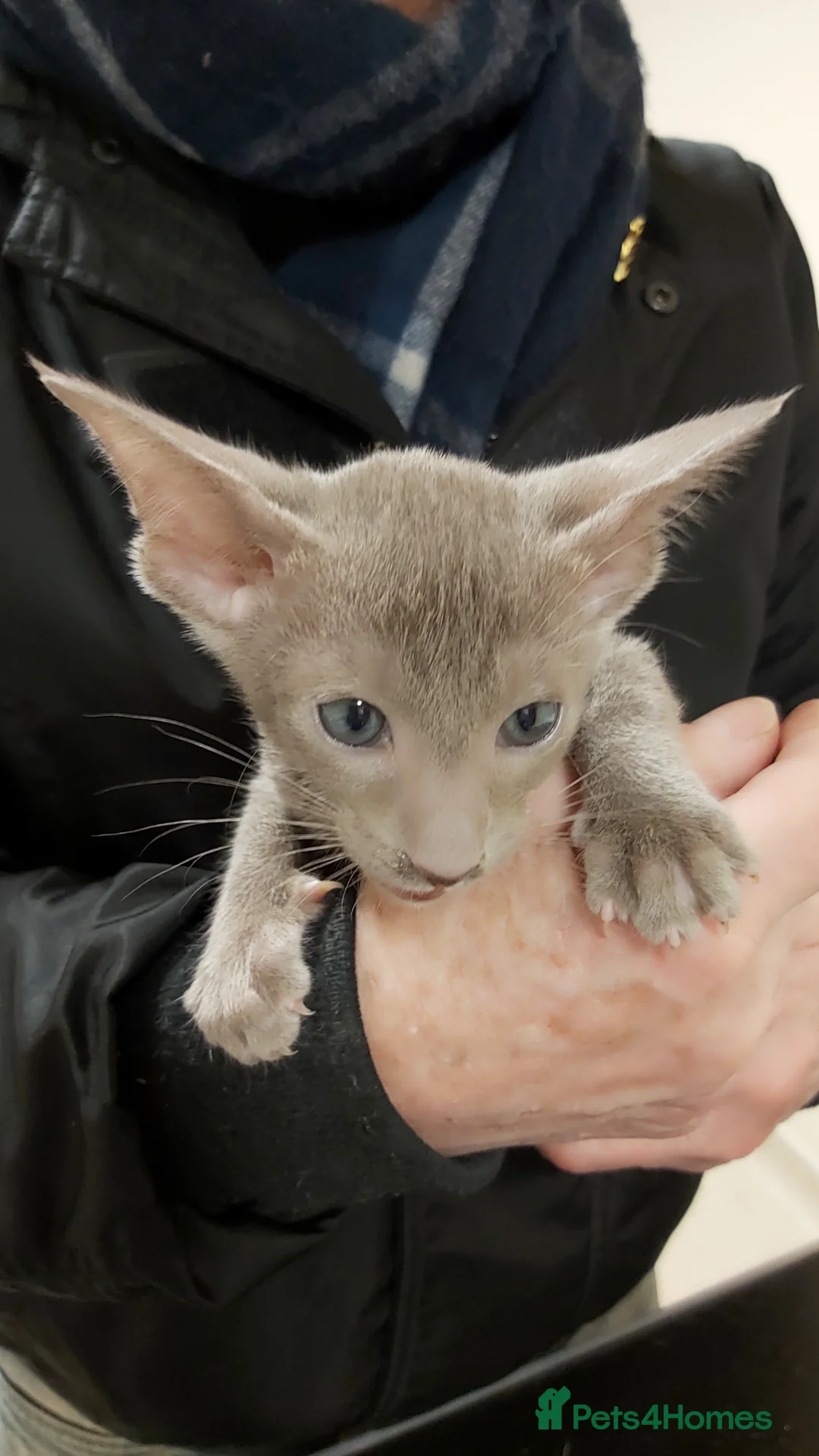 Oriental cats for sale: Full Pedigree Oriental 6 Kittens XL size ears GCCF - Advert 34