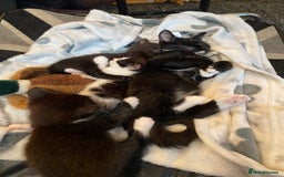 Domestic Shorthair cats for sale: 3 gorgeous kittens - Image 1