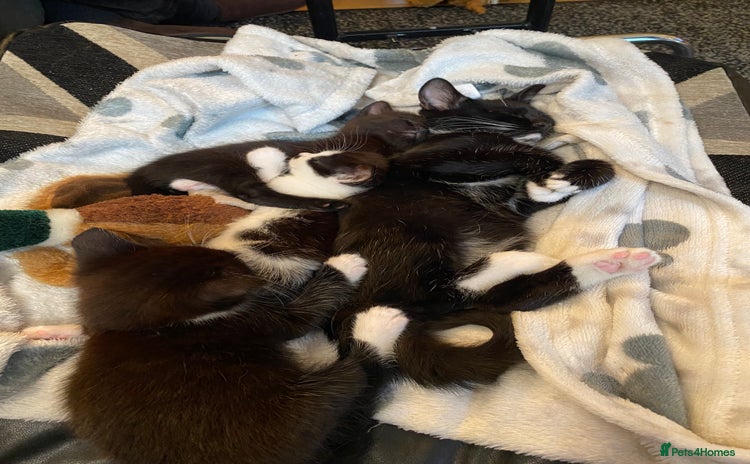 Domestic Shorthair cats - Advert 3