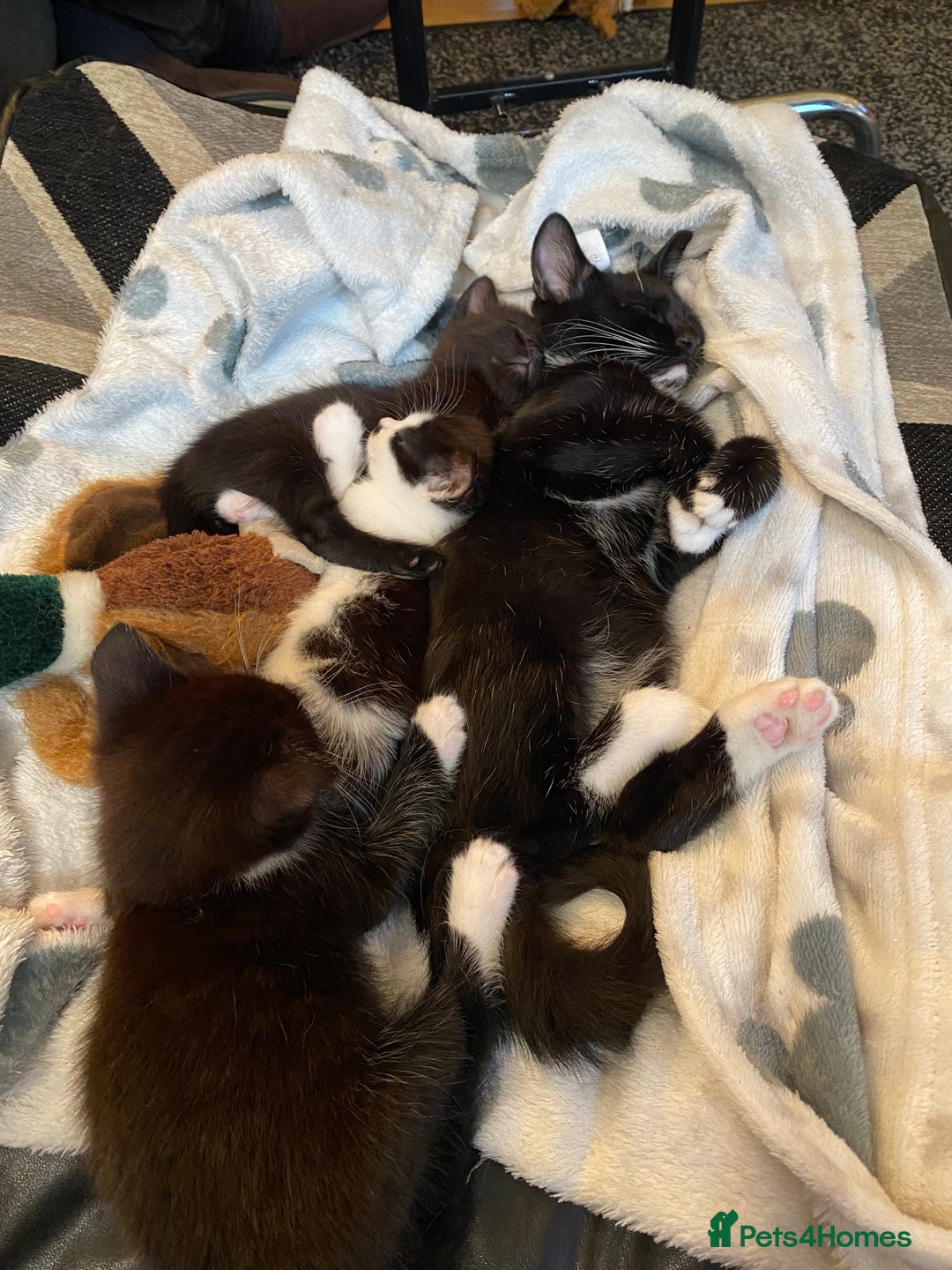 Domestic Shorthair cats for sale: 3 gorgeous kittens - Image 1