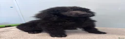 Standard Poodle dogs for sale: KC STANDARD POODLES HEALTH TESTED PARENTS  - Advert 8