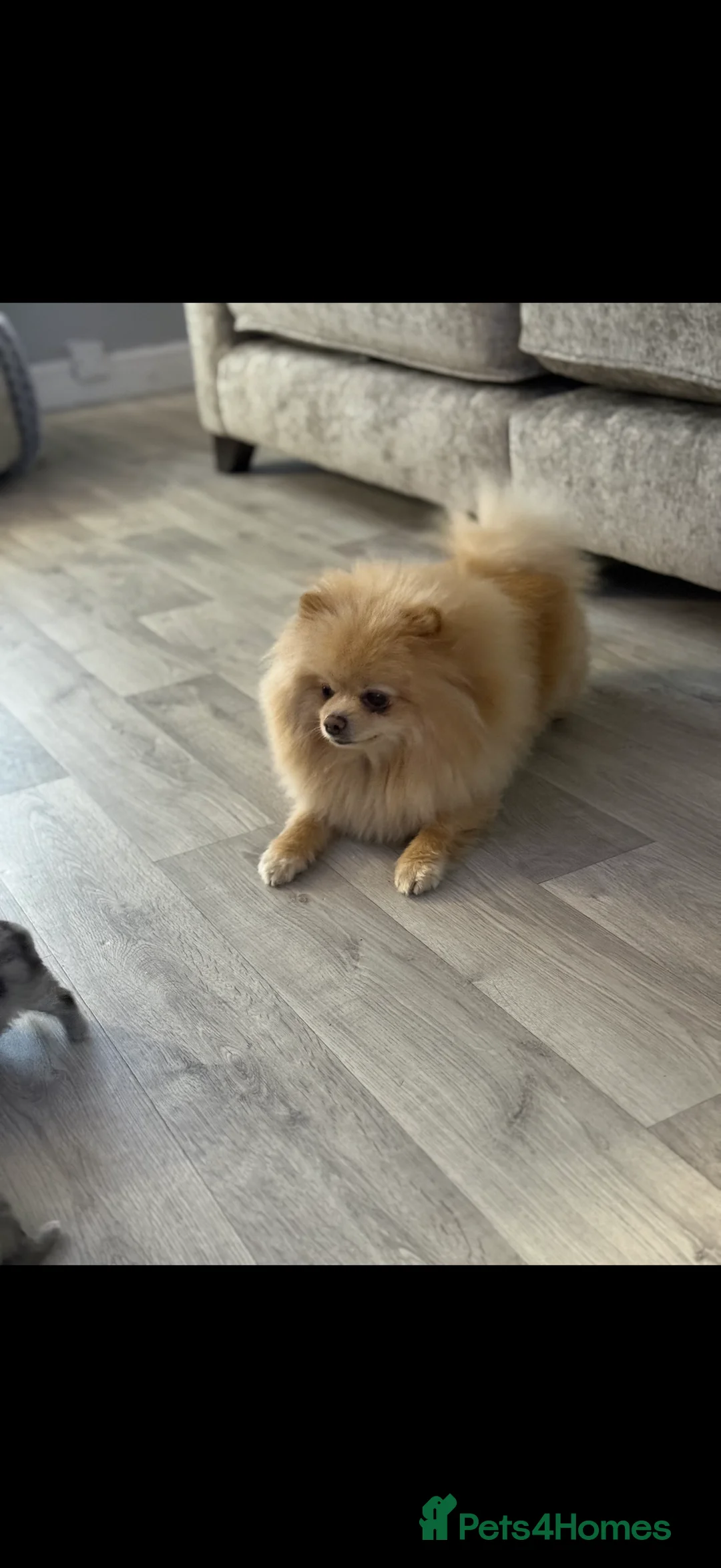 Pomeranian dogs for sale: Black Pomeranian boy - Advert 2