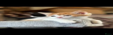 Domestic Shorthair Kitten 7