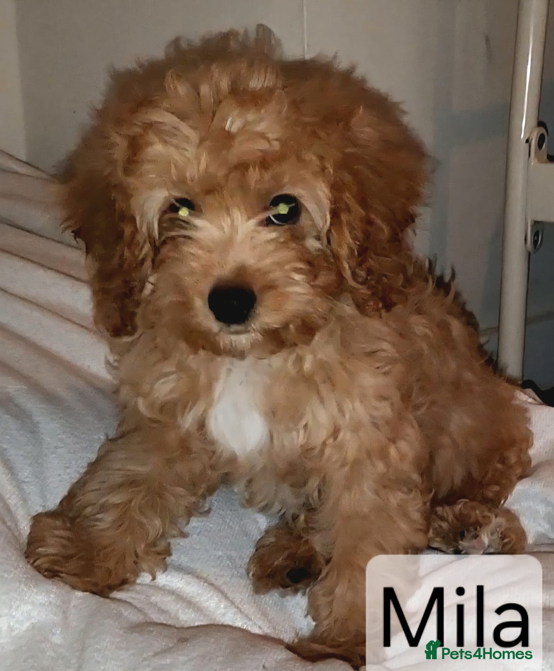 Cavapoo dogs for sale: Miniature Cavapoo Puppies – Home Reared !!! - Advert 2