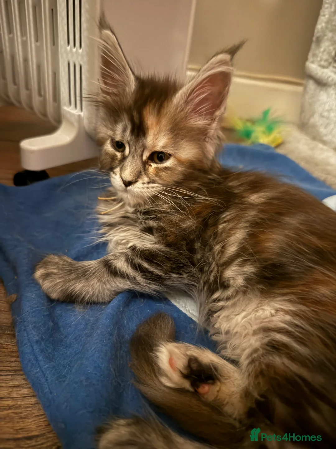 Maine Coon cats for sale: Last 2 female full Maine coon kittens  - Advert 7