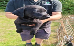 Labrador Retriever dogs for sale: Labrador puppies  - Image 2