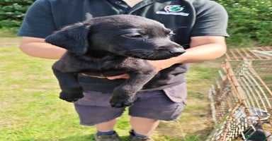 Labrador Retriever dogs - Advert 4