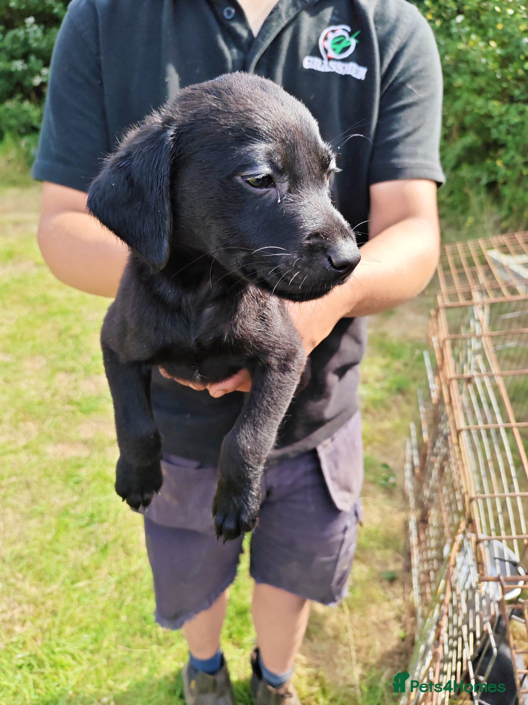 Labrador Retriever dogs for sale: Labrador puppies  - Image 2