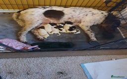 German Wirehaired Pointer dogs for sale: Beautiful GWP Pups For Sale Bred For Their Nature - Image 2