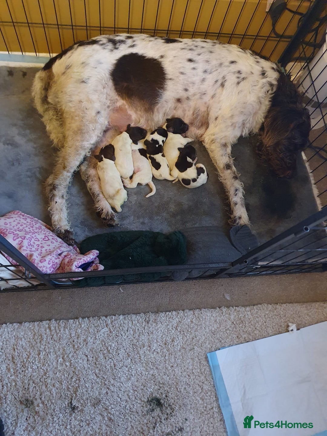 German Wirehaired Pointer dogs for sale: Beautiful GWP Pups For Sale Bred For Their Nature - Image 2