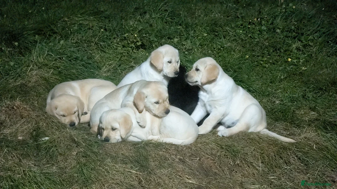 Goldador dogs for sale: Gorgeous Goldador puppies in Leominster - Advert 12