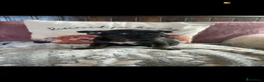 French Bulldog Puppy 1