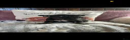 French Bulldog dogs for sale: French bulldogs  - Advert 9
