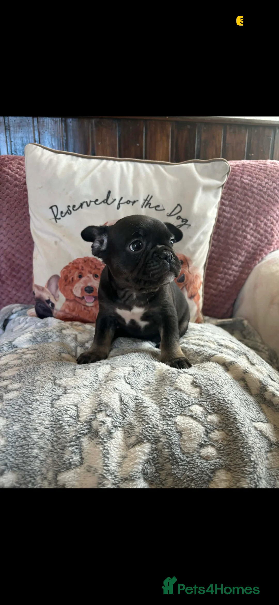 French Bulldog dogs for sale: French bulldogs  - Advert 9