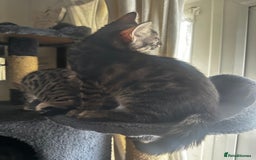 Bengal cats for sale: Stunning Silver & Charcoal Bengal Boys & Girls! - Image 29